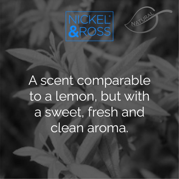 Lemon Verbena Natural Essential Oil Artisan